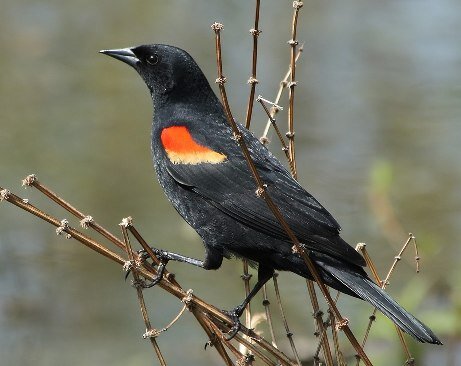 Red-winged_Blackbird_Agelaius_phoeniceus.jpg