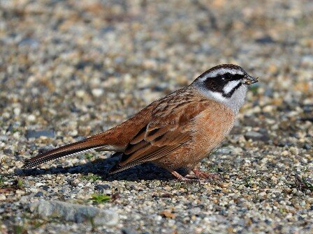 Meadow_Bunting_Emberiza_cioides.jpg