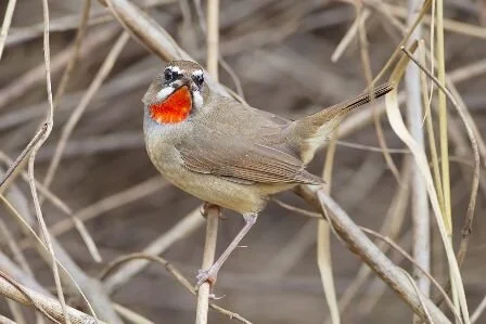 Siberian_Rubythroat_Luscinia_calliope.jpg