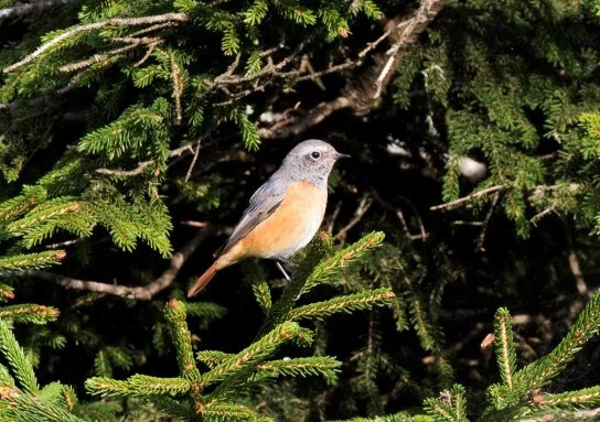 Ehrenberg_s_Redstart_Phoenicurus_phoenicurus_samamisicus.jpg