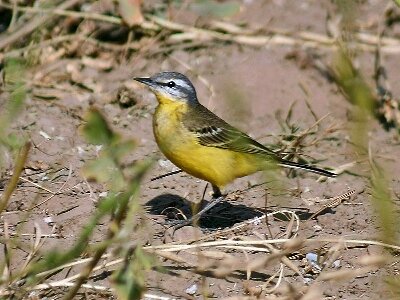 Sykes_s_Yellow_Wagtail_Motacilla_flava_beema.jpg