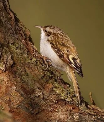 Northern_Treecreeper_Certhia_familiaris.jpg
