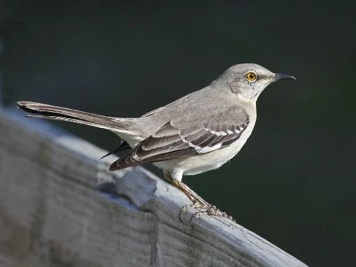Northern_Mockingbird_Mimus_polyglottus.jpg