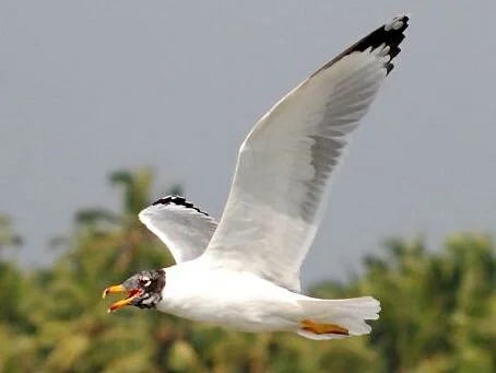 Pallas_s_Gull_Ichthyaetus_ichthyaetus.jpg