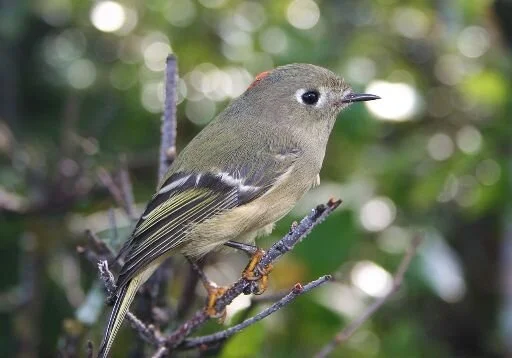 Ruby-crowned_Kinglet_Regulus_calendula.jpg