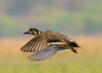 Baikal_Teal_Sibirionetta-formosa.jpg