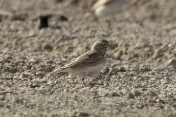 Lesser_Short-toed_Lark_Alaudala_rufescens_Kris_Webb.jpg