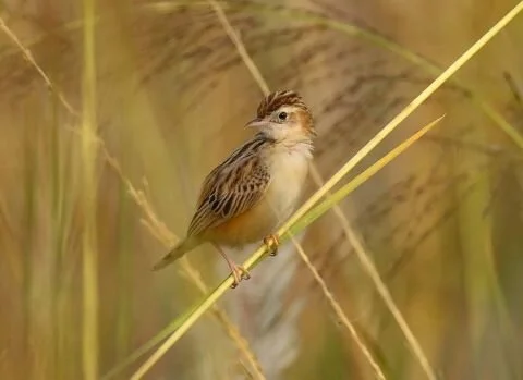 Zitting_Cisticola_Cisticola_juncidis.jpg