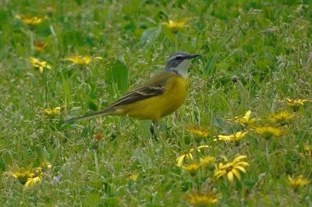 Iberian_Yellow_Wagtail_Motacilla_flava_iberiae.jpg