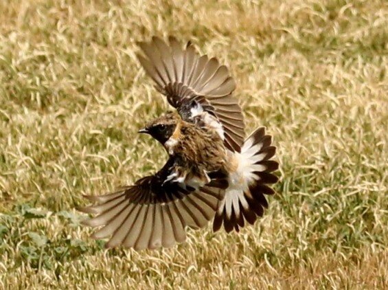Caspian_Stonechat_hemprichii_Kris_Webb.jpg