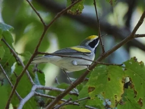 Golden-winged_Warbler_Vermivora_chrysoptera.jpg