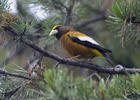 Evening_Grosbeak_Hesperiphona_vespertina.jpg