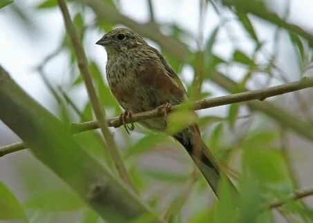 Chestnut-eared_Bunting_Emberiza_fucata.jpg
