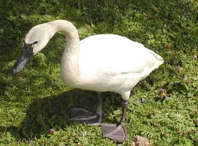 Whistling_Swan_Cygnus_columbianus_columbianus.jpg
