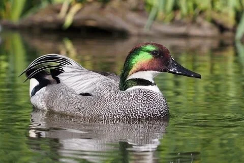 Falcated_Duck_Anas_falcata.jpg
