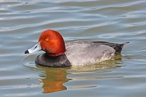 Redhead_Aythya_americana.jpg