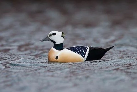 Steller_s_Eider_Polysticta_stelleri.jpg