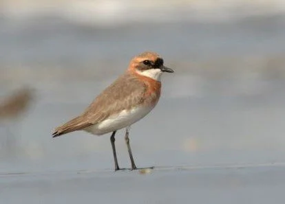 Lesser_Sand_Plover_Charadrius_mongolus.jpg