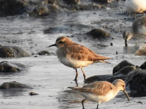 Caspian_Plover_Charadrius_asiaticus.jpg