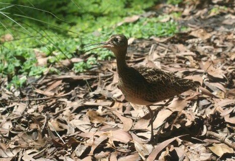 Little_Curlew_Numenius_minutus.jpg