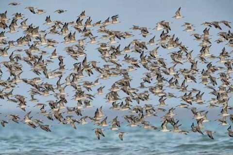 Great_Knot_Calidris_tenuirostris.jpg