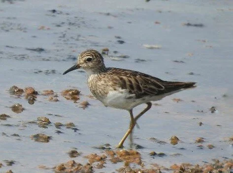 Long-toed_Stint_Calidris_subminuta.jpg