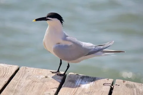 Cabot_s_Tern_Thalasseus_acuflavidus.jpg