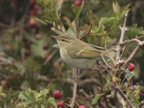 Two_barred_Warbler_Phylloscopus_plumbeitarsus.jpg