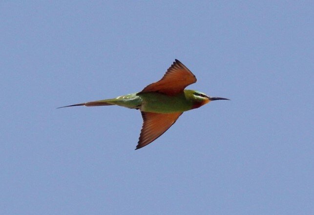 Blue-cheeked_Bee-eater_Kris_Webb_NP.jpg