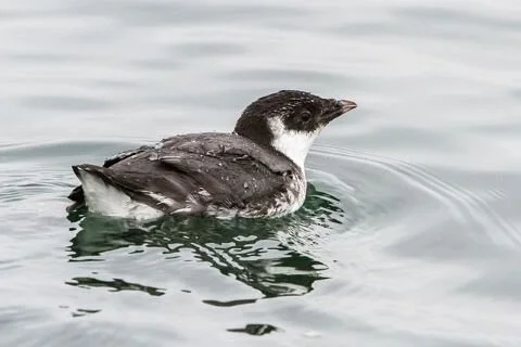 Ancient_Murrelet_Synthliboramphus_antiquus.jpg