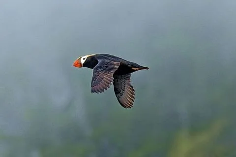 Tufted_Puffin_Fratercula_cirrhata.jpg