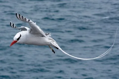 Red-billed_Tropicbird_Phaethon_aethereus.jpg