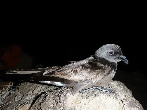 Band-rumped_Storm_Petrel.jpg
