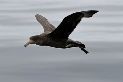 Giant_Petrel_Macronectes_giganteus.jpg