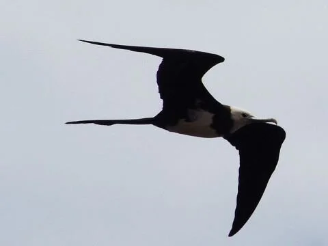 Ascension_Frigatebird_Fregata_aquila.jpg