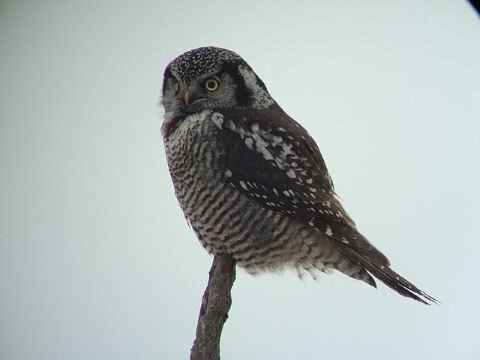 Northern_Hawk_Owl_Surnia_ulula_(5429551863).jpg