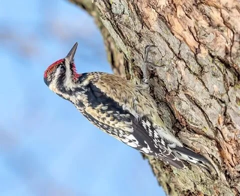 Yellow-bellied_Sapsucker_Sphyrapicus_varius.jpg