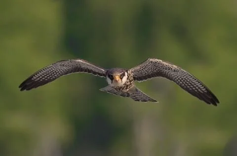 Amur_Falcon_Falco_amurensis.jpg