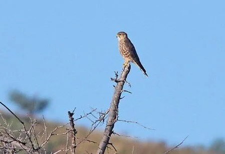 Taiga_Merlin_Falco_columbarius_columbarius.jpg
