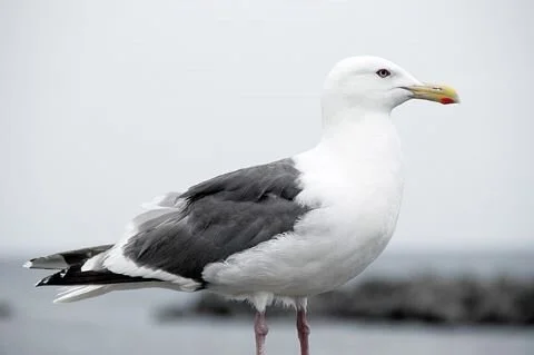 Slaty-backed_Gull_Larus_schistisagus.jpg