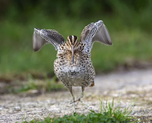 Great_Snipe_Gallinago_media_Kilnsea_Sep2013_G_Catley.jpg