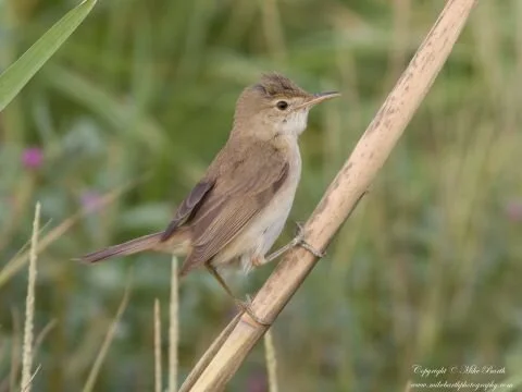 Caspian_Reed_Warbler_Acrocephalus_scirpaceus_fuscus.jpg