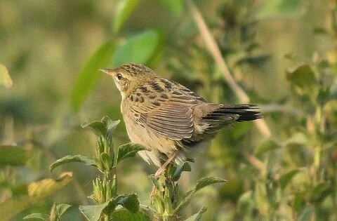 Eastern_Grasshopper_Warbler_Locustella_naevia_straminea.jpg