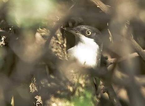 Orphean_Warbler_sp.jpg