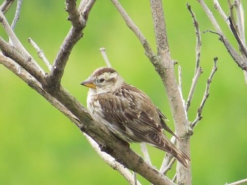 Rock_Sparrow_Petronia_petronia.jpg