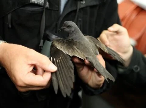 Swinhoe_s_Storm_Petrel_Oceanodroma_monorhis.jpg