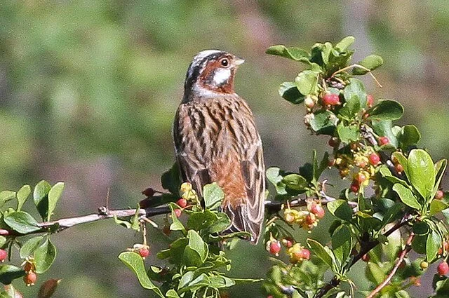 Pine_Bunting_Emberiza_leucocephalos_8079415984.jpg
