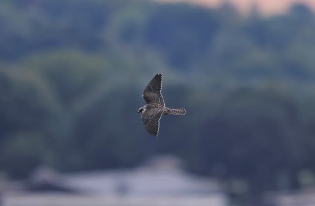 Identify birds of prey  Northumberland Wildlife Trust