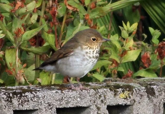 Swainsons_Thrush_Norwick_Shetland_28Sep2014_Paul_French.jpg