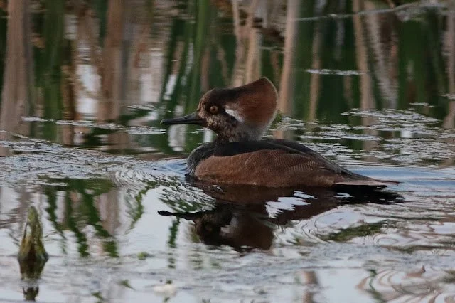 Hooded_Merganser_Seaton_Common_06May2018_Rob_Stonehouse02.jpg
